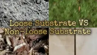 Loose Substrate VS Non-Loose Substrate