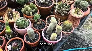 A regra da rega - Cactos