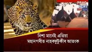 Leopard spotted at Kamakhya, Guwahati | Sanyasis not afraid of leopards
