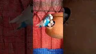 cute bird feeding ❤️ love of mother