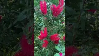 Callistemon citrinus &ldquo;Splendens&rdquo;