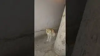 Cat sound #catlover #catvideos #trending #trendinganimals
