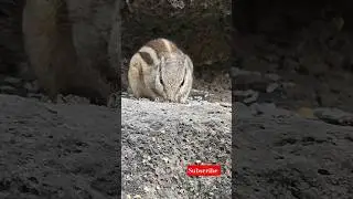 Hungry Squirrel Eating Rice &ndash; Too Cute to Miss! / Allora cave video😍 kids youth zone