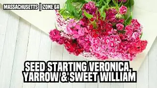 Seed Starting Veronica, Yarrow & Sweet William | For Cut Flower Bouquets