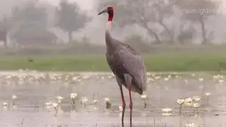 Black Saras .....a beautiful bird