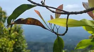 Kegiatan petani sempret rumput di kebun