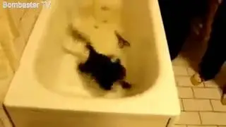 Runaway cat! Побег кота!