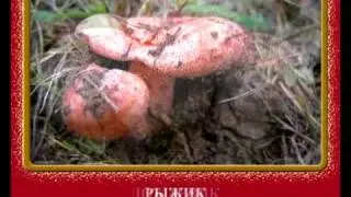 Саңырауқұлақтар