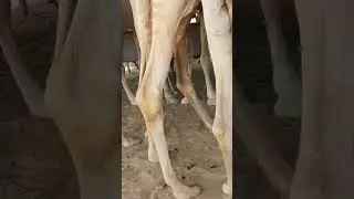 #subscribe #btscomedy #storybots #animal #watermelons #viral #comedydance #asmr #horse #camel