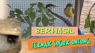 awalnya coba coba, tetapi Berhasil ternak sogon!!! 😍🥰🤩#sogon