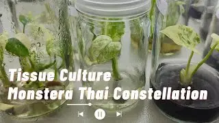 Tissue Culture plant Thailand Alocasia Monstera Philodendron  @thefirstplant