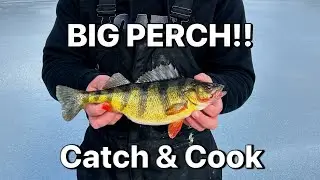 BIG PERCH! Catch and Cook