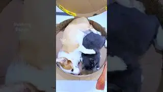 Alooo Chapati 🤣 #funny #cat #shorts #dog #shortsfeed #animals #dubbingdappa #catvideos #dogshorts