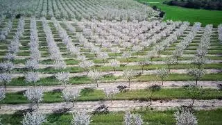 Simfonia de blancs a les Pallargues