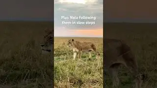All of Rongai Pride today morning plus Nala