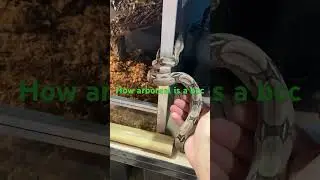 #boaconstrictor #bcc #bci #suriname #snake #snakevideo #snakes #serpent #serpents #shorts #animals