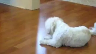 Play Dead BANG!