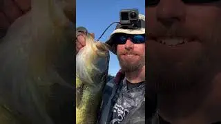 BIG Bass on Tactical Frog #Shorts #bucketmouth