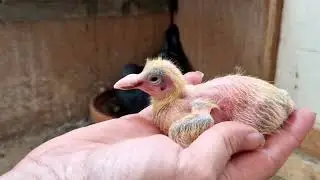 een verrassing toen ik m'n duif wou ringen/A surprise when I wanted to ring my pigeon