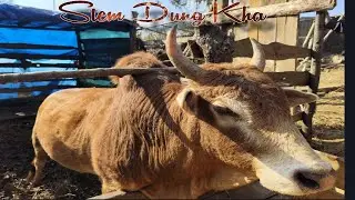 Stem Dung Kha ( Masi Rit) Cow Bull Fighting Virals Video 🐂