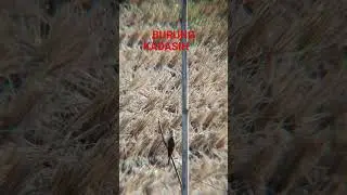 @BURUNG PARASIT YANG MENITIPKAN TELURNYA PADA SARANG BURUNG LAIN YAITU BURUNG KADASIH