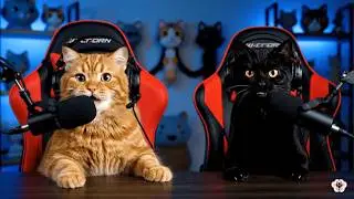 The Internet&rsquo;s Funniest Cat Podcast Show