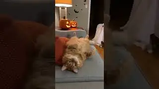 👻Halloween for the 😹Cat & 🐶Dog &ndash; Mission spooky fun unleashed #Halloween2024 #Pets #CostumeFun