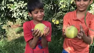 Camping and play in our farm house | Lots of enjoy in village farms