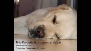 Absperrgitter f&uuml;r Hunde