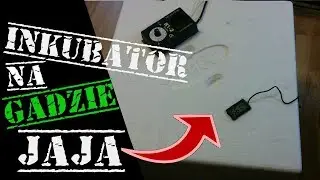 Jak zrobić inkubator na jaja gadów