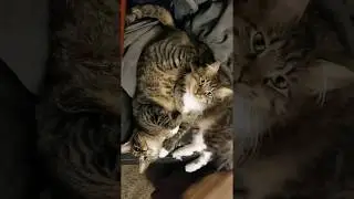 Check out these Cute Cat and Dogs Clips, By Dean's Daily Doses