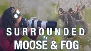 Moose Watching in New Brunswick | Epic Foggy Morning Wildlife Photography Adventure