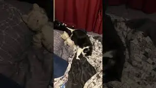 Это просто неразбериха, как будто вы запутались в ворсе от смокинга.