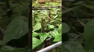 Vườn s&acirc;m long #vegetables #garden #thegioiquanhta24h