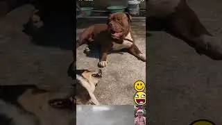 Ch&uacute; Bully Da B&ograve; Nh&acirc;y Lắm Lu&ocirc;n