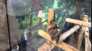 Dabbing monkey