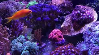 Teasing Reef Shoot #12  Julien Godon : Le plancton