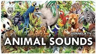 Animal Sounds | Forest, Sea and General Animal Sounds | VENNELA TV