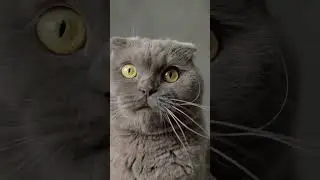 🐱Why Cats Bite Their Owners😻 #shorts #cat