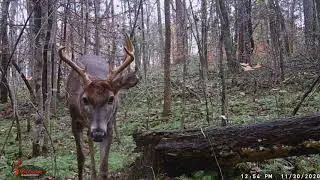 2 20201130 1255 Buck9
