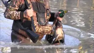 2016 Green Timber Duck Hunting Arkansas with Banded Mallard Company