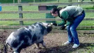 Clever Piggy at White Post Farm