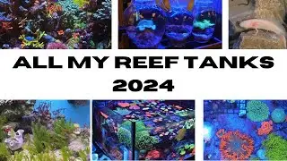 ALL MY REEF AQUARIUMS 2024 (5 Reef Tank Updates)