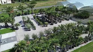 TROPIART - końcówka sezonu 2023 - PALMIARNIA PALMY DRZEWA OLIWNE BONSAI ROŚLINY EGZOTYCZNE CYTRUSY