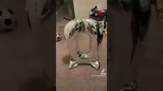 What is happening to life!?! Made with my TikTok #datamosh