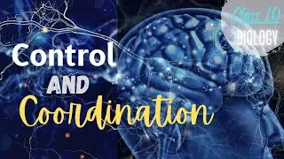 Nervous System in Animals/ Control and Coordination/ Class 10/ Biology/