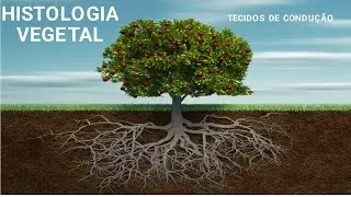 TECIDOS PERMANENTES COMPLEXOS: TECIDOS DE CONDUÇÃO VEGETAL