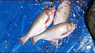 🔴 LIVE Fish Cutting Now | আজ এত বড় মাছ! 😱