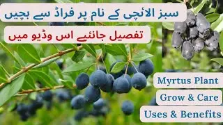 Myrtus/Myrtle Plant Care | Fake Cardamom Plant | Uses And Benefits | Rare Garden