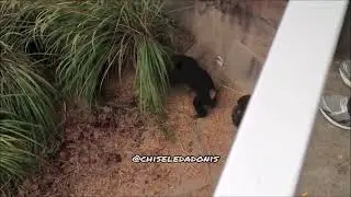 A Gang of Chimps Whip A Racoon